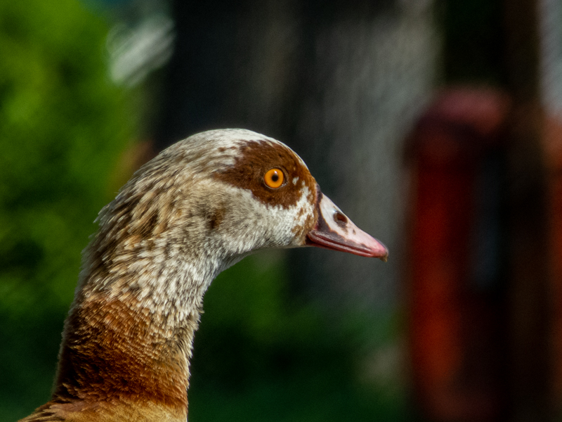 Egyptian goose (Alopochen aegyptiaca)