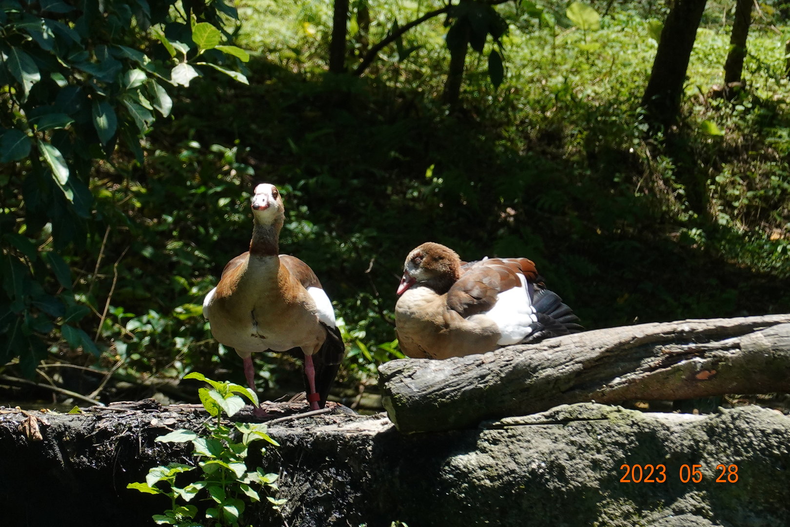 Egyptian Goose (Alopochen aegyptiaca)