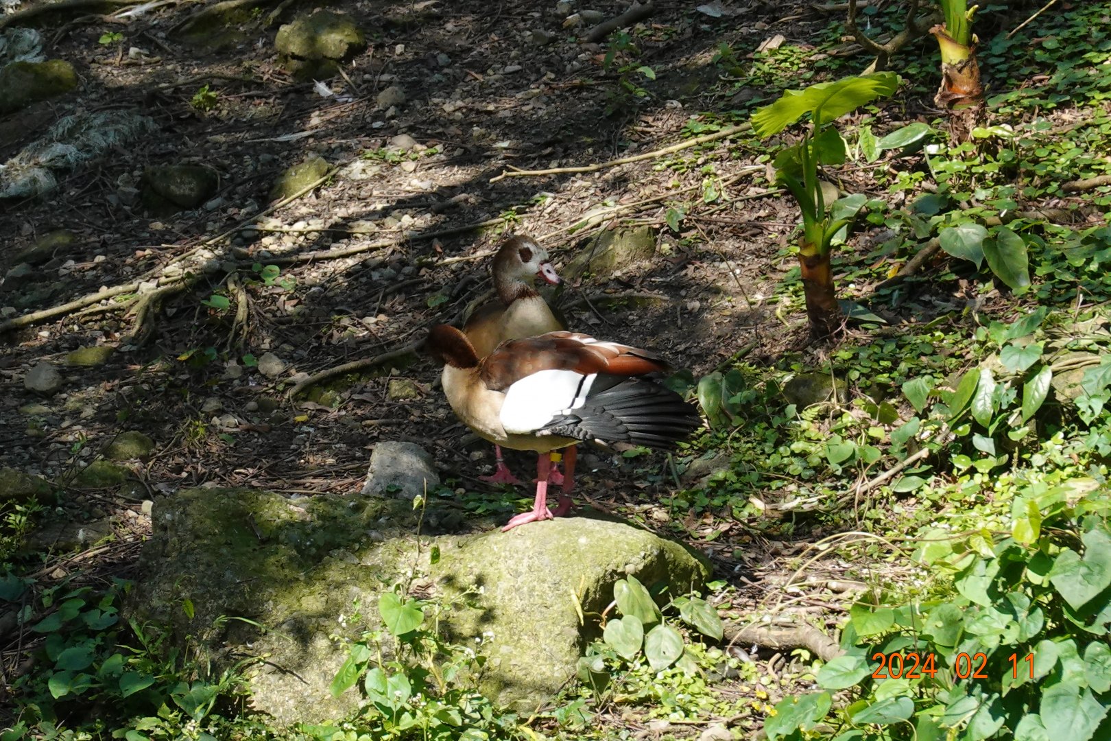 Egyptian Goose (Alopochen aegyptiaca)