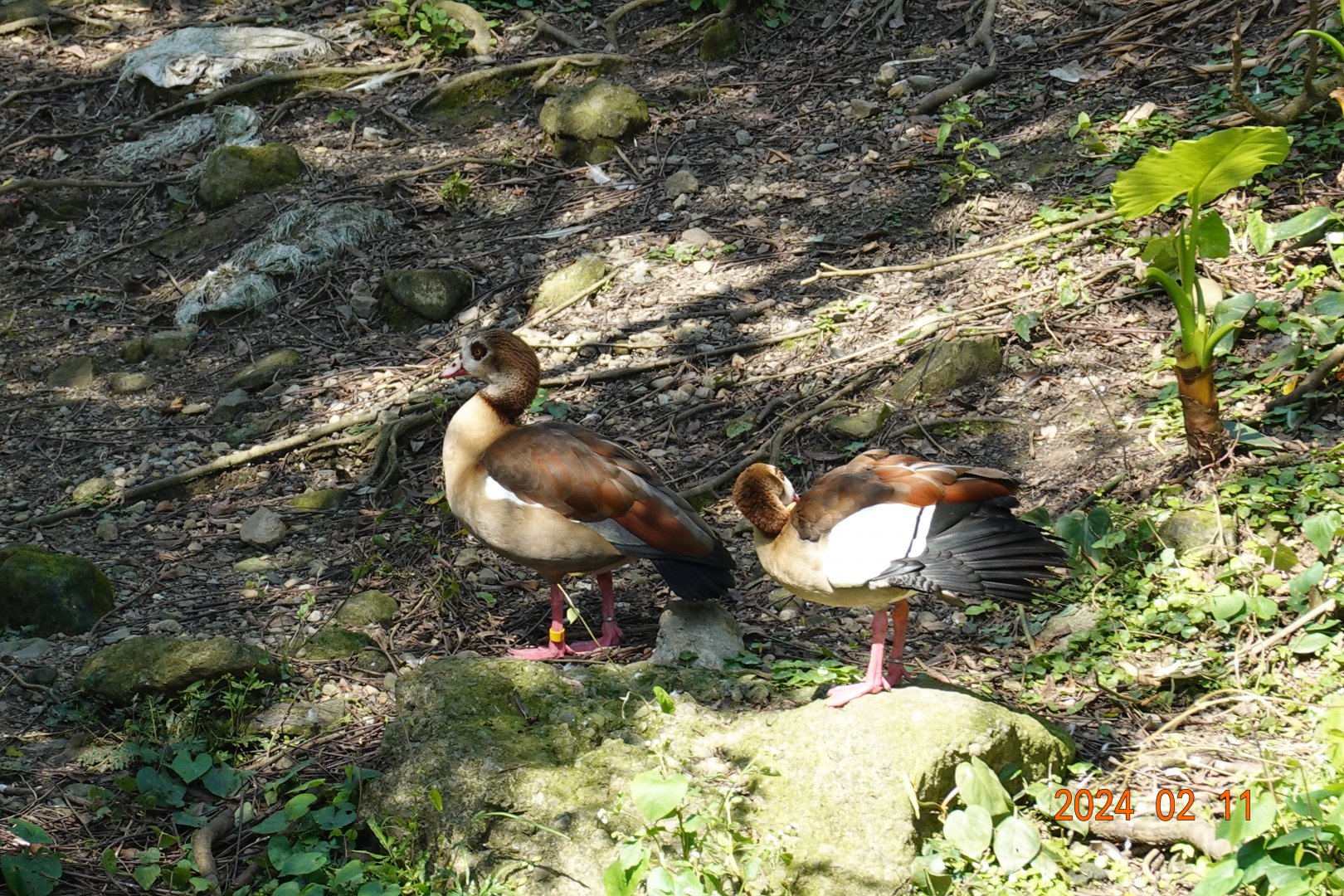 Egyptian Goose (Alopochen aegyptiaca)