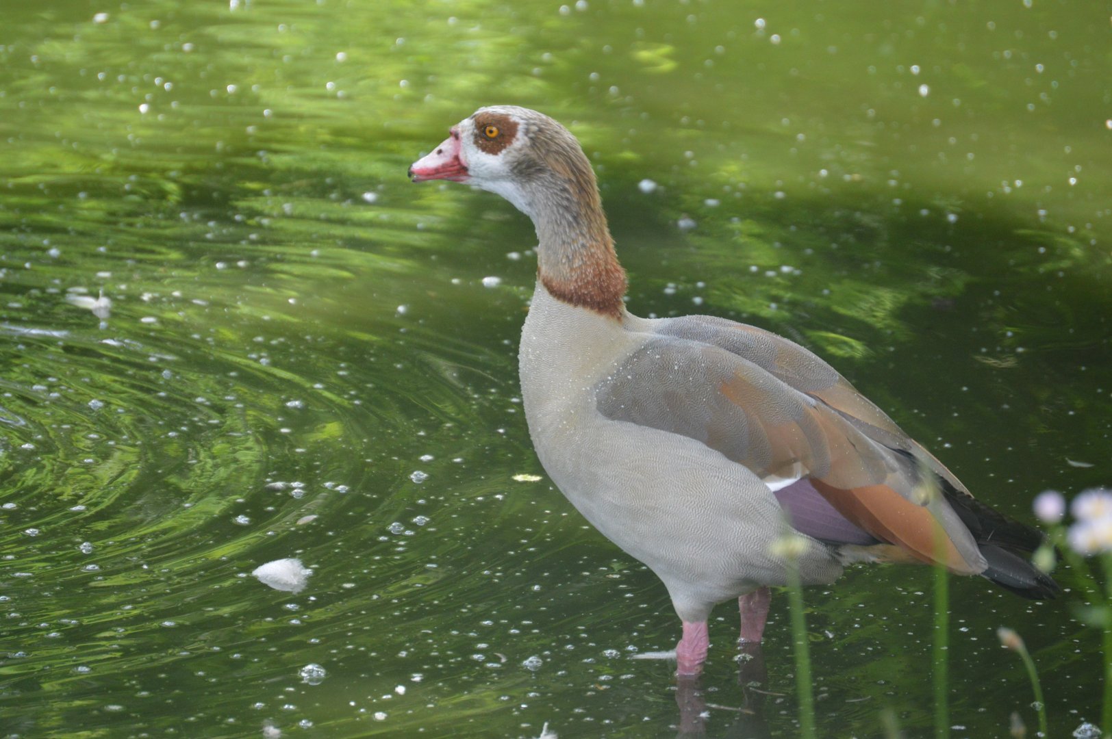Egyptian Goose (Alopochen aegyptiaca)