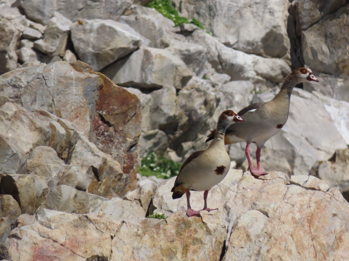 Egyptian goose (Alopochen aegyptiaca)