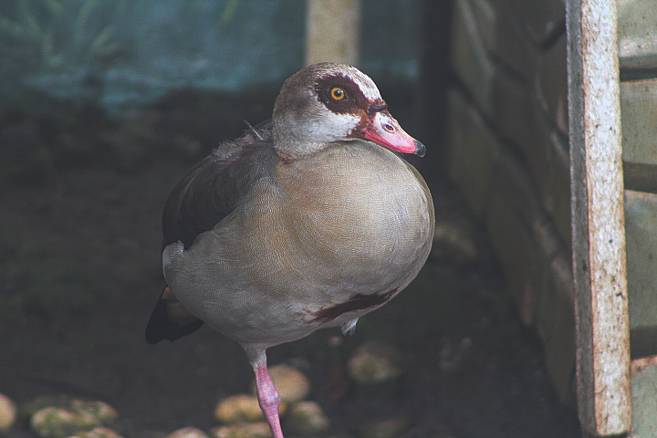 Egyptian goose (Alopochen aegyptiaca)