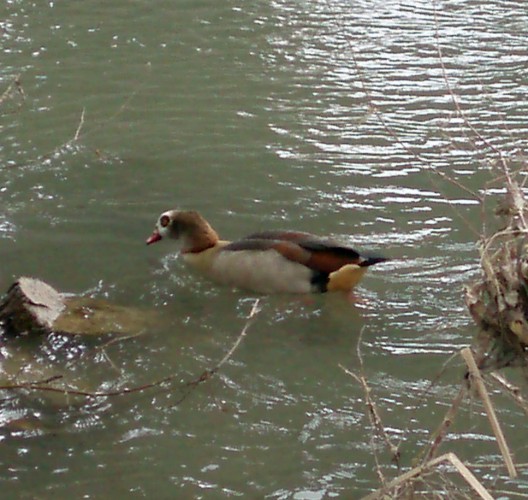 Egyptian Goose (Alopochen aegyptiacus)