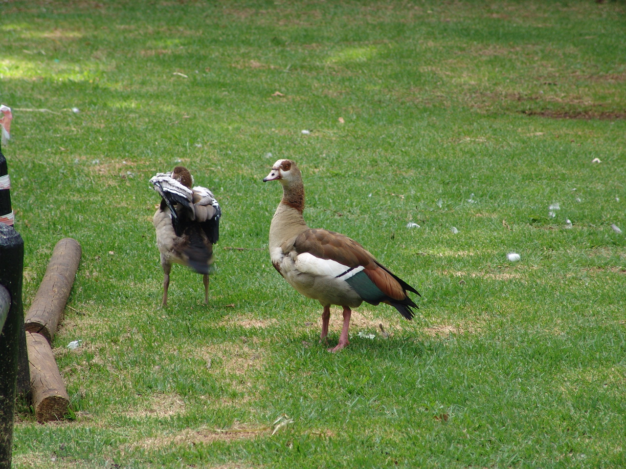 Egyptian Goose (Alopochen aegyptiacus)