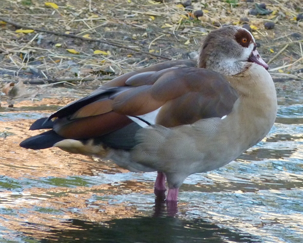 Egyptian goose (Alopochen aegyptiacus)