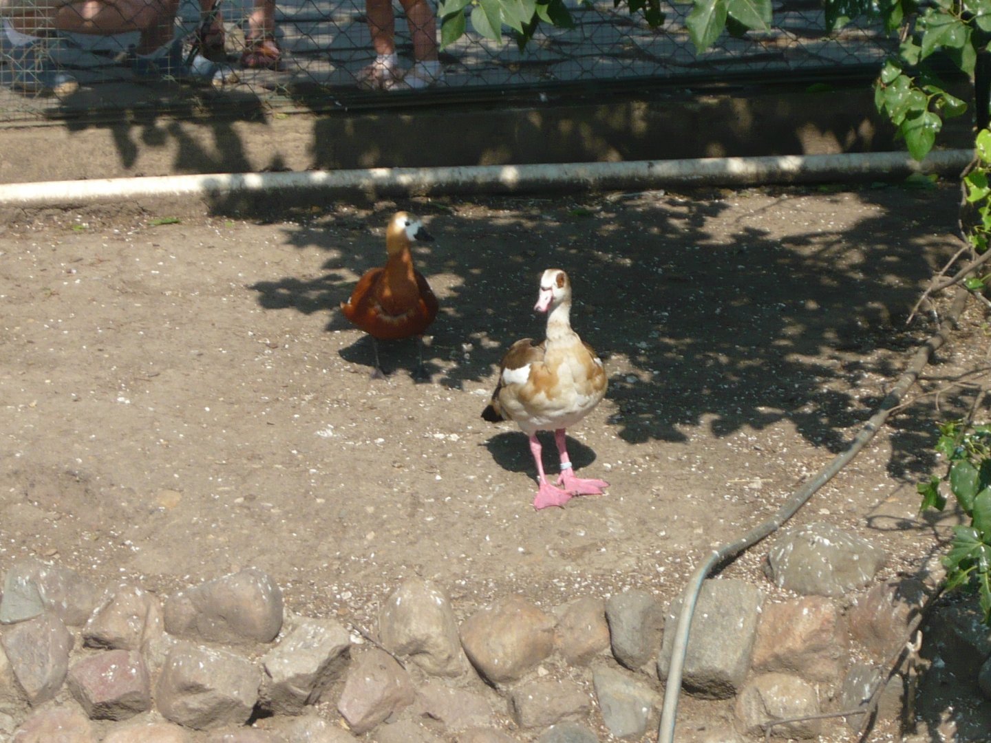 Egyptian goose and Common shelduck