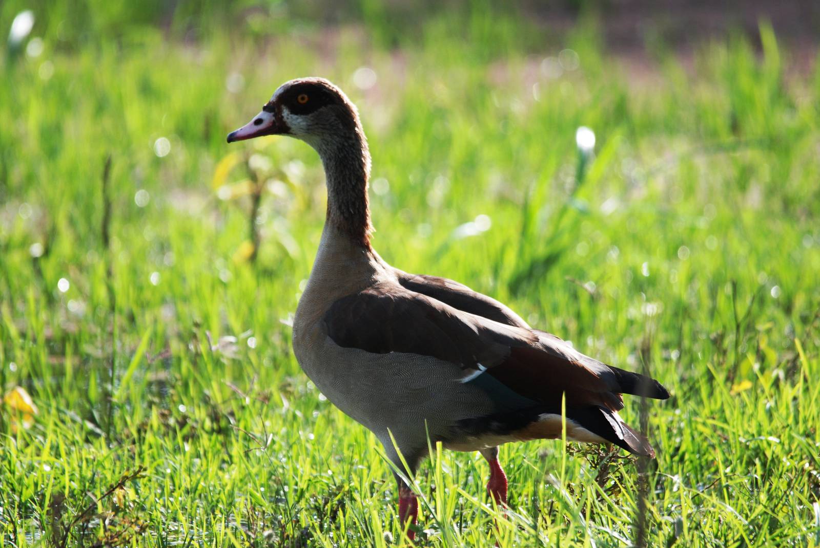Egyptian Goose at Hawassa, 16/10/14