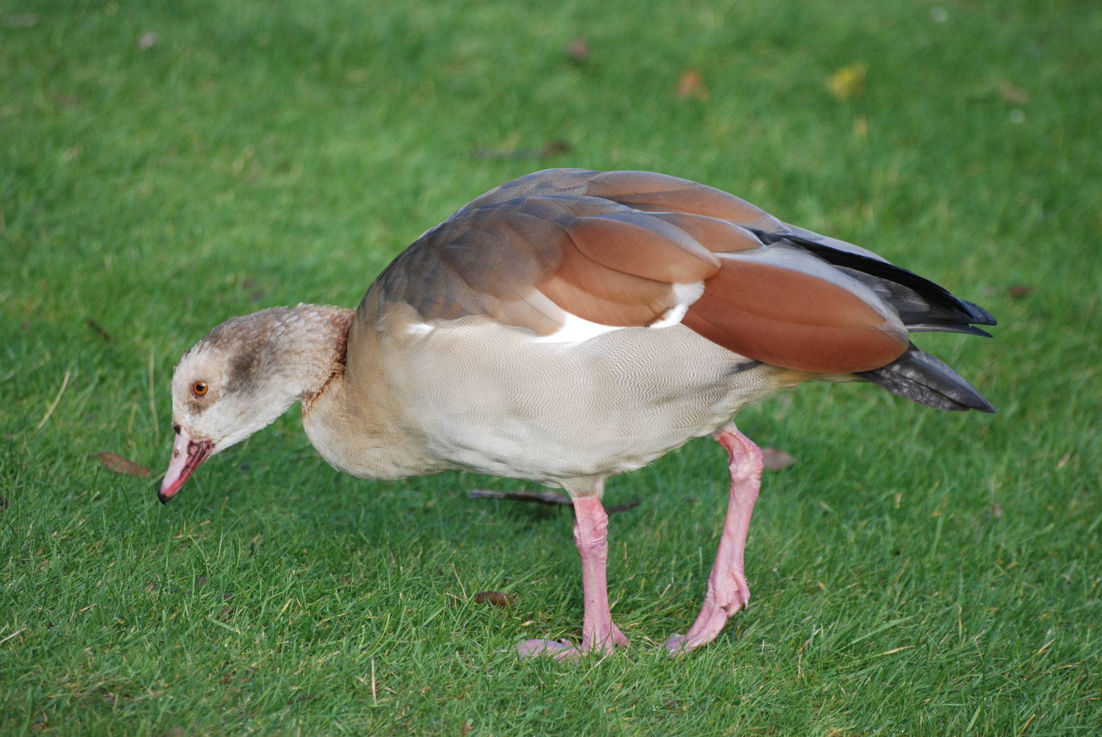 Egyptian Goose at London WWT (Barnes), 15/11/11