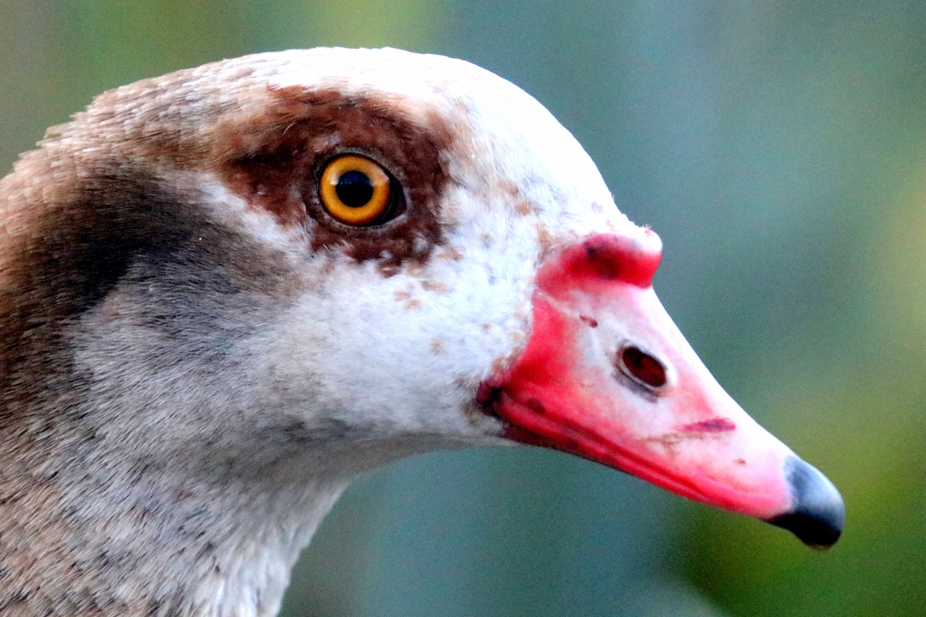 Egyptian goose; Barnes; 19th January 2020