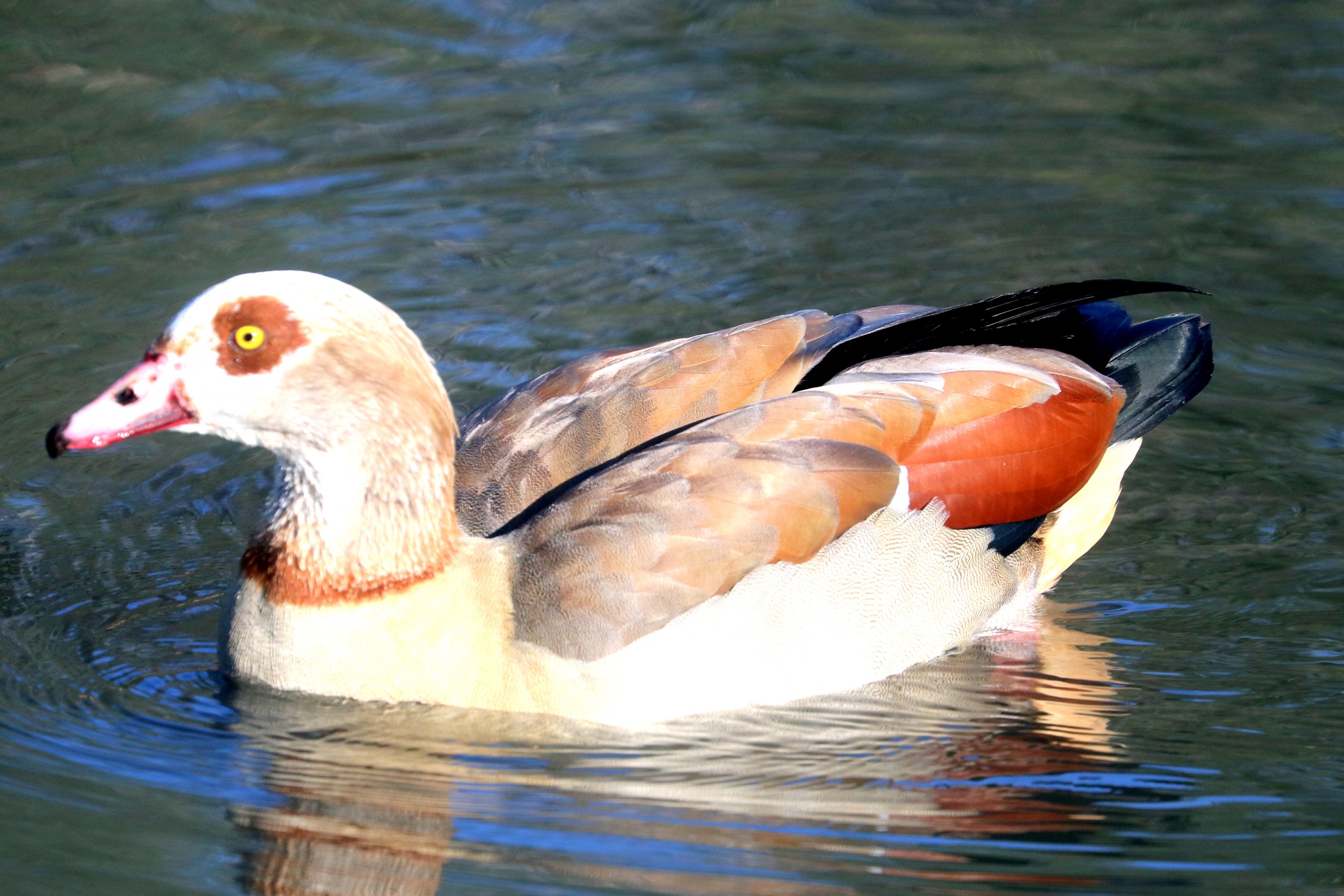 Egyptian goose; Barnes; 25th March 2019