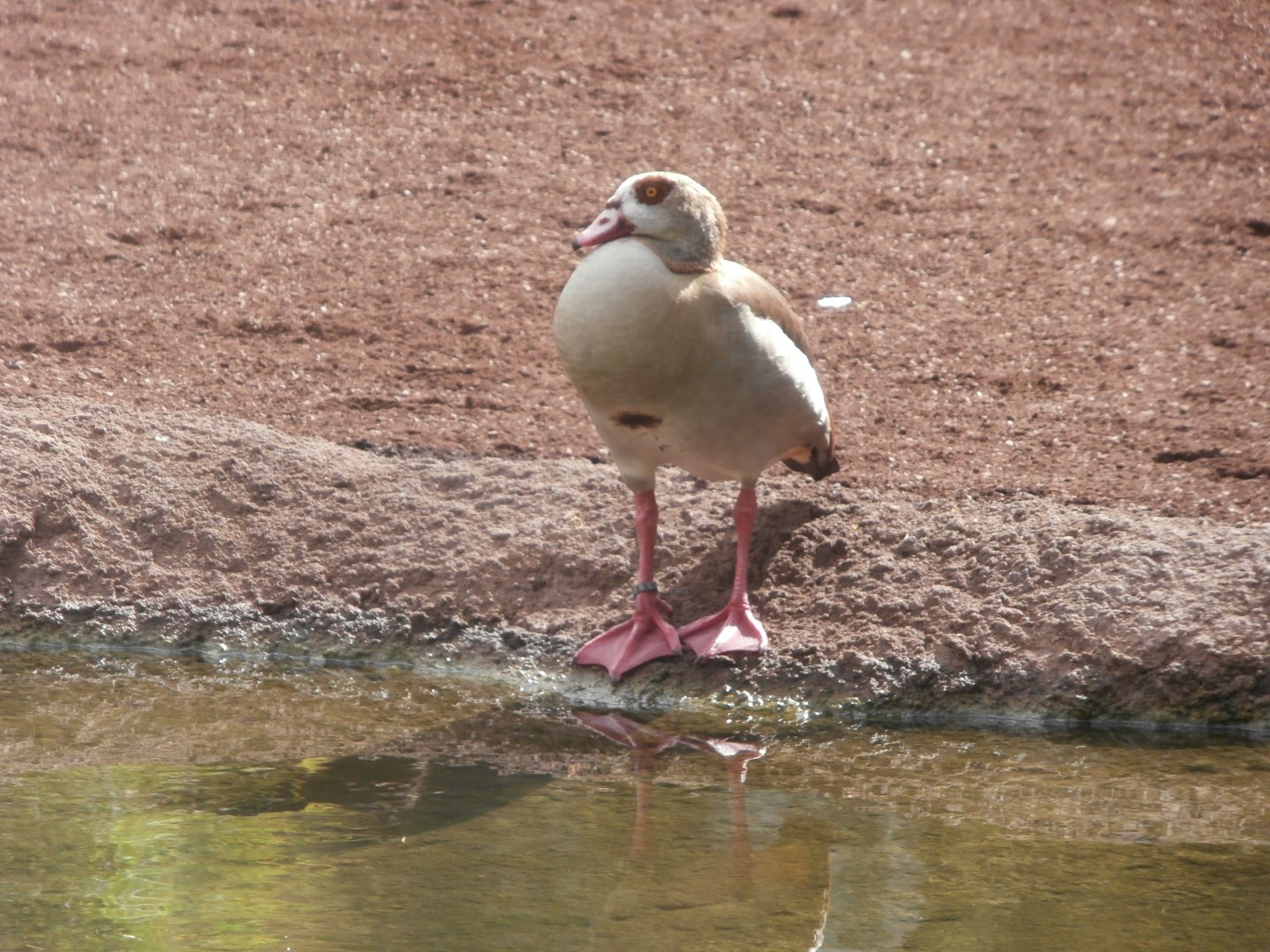 Egyptian goose -Bioparc Valencia (Summer 2017)