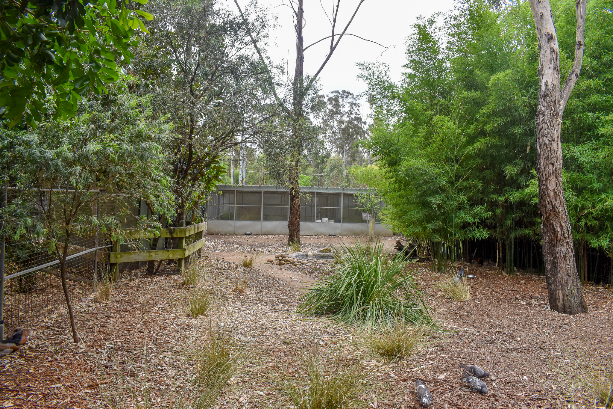 Egyptian Goose Enclosure (off-display Plains-Wanderer facilities behind)