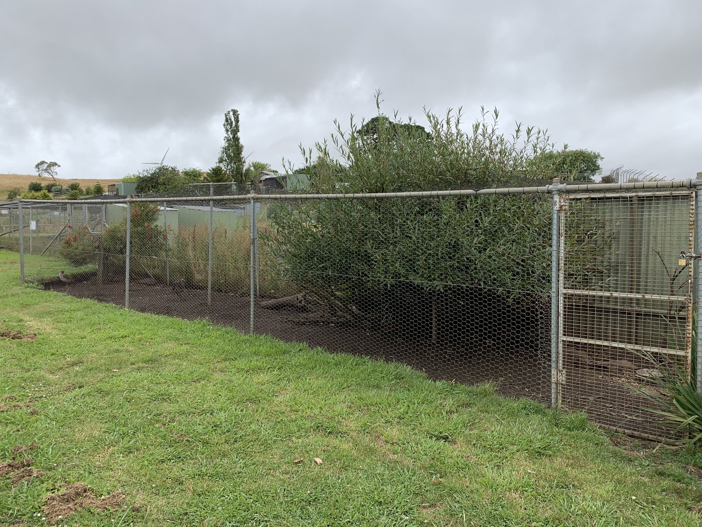 Egyptian Goose Enclosure