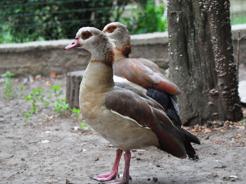 Egyptian Goose in Kishinev Zoo