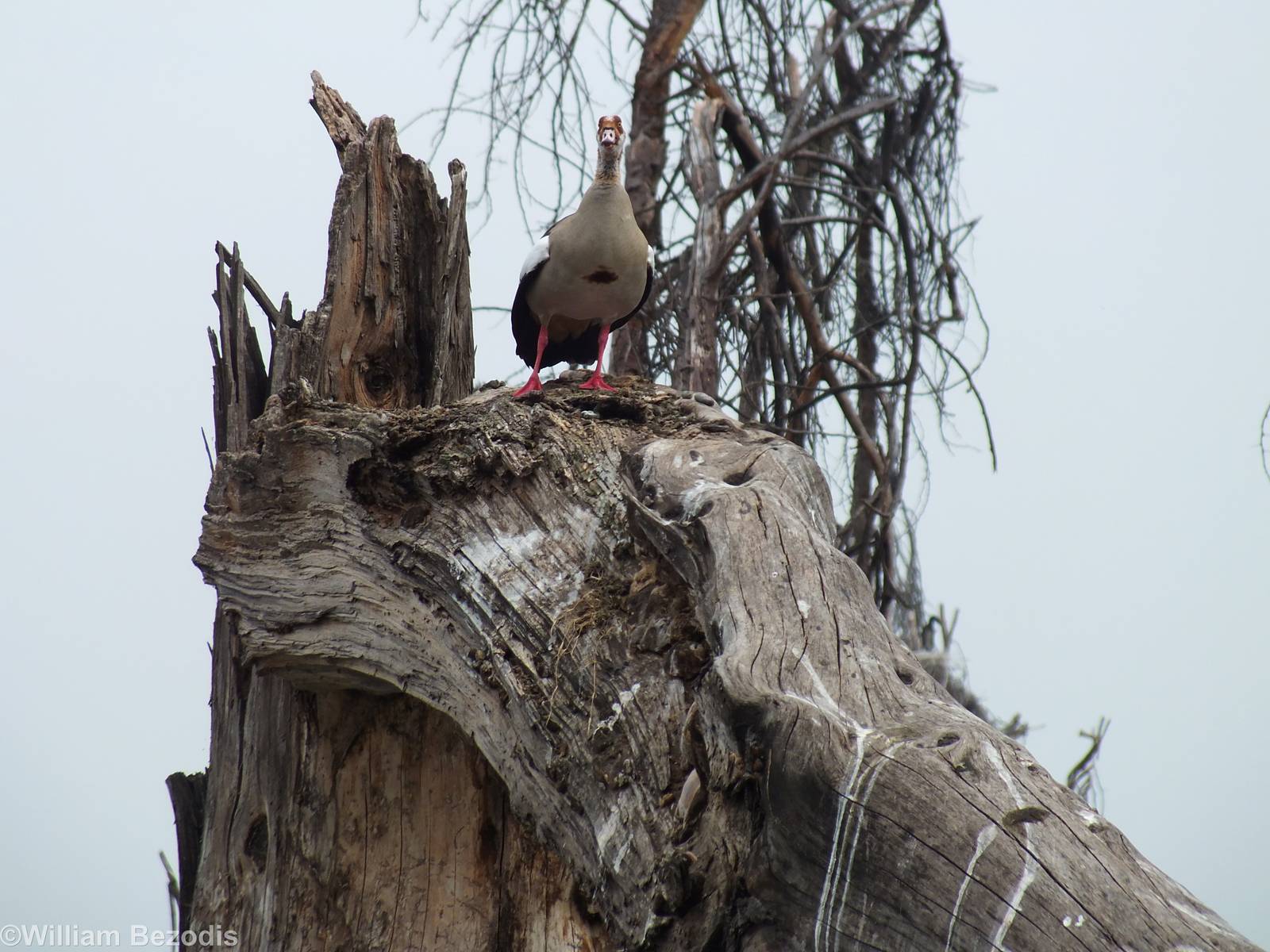 Egyptian Goose - Lake Naivasha