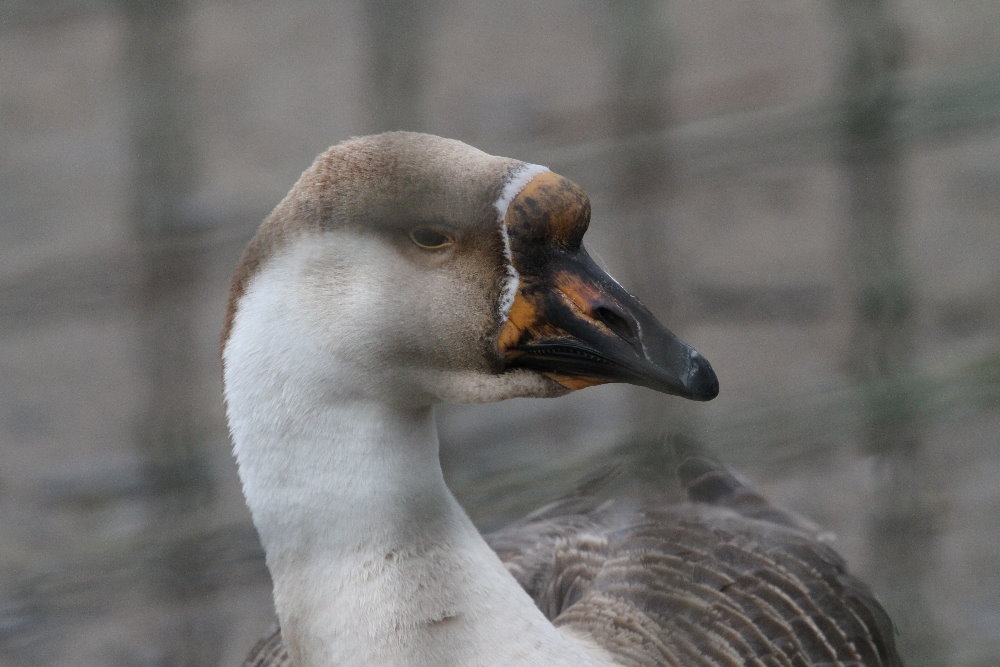 Egyptian Goose( Mashhad Zoo)