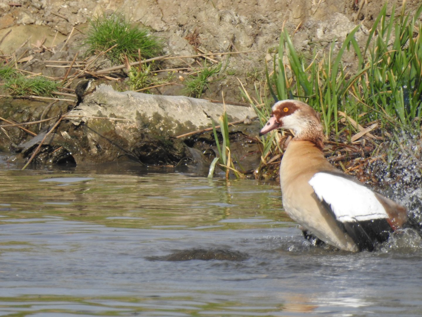 Egyptian Goose - Norfolk Broads Oct 17