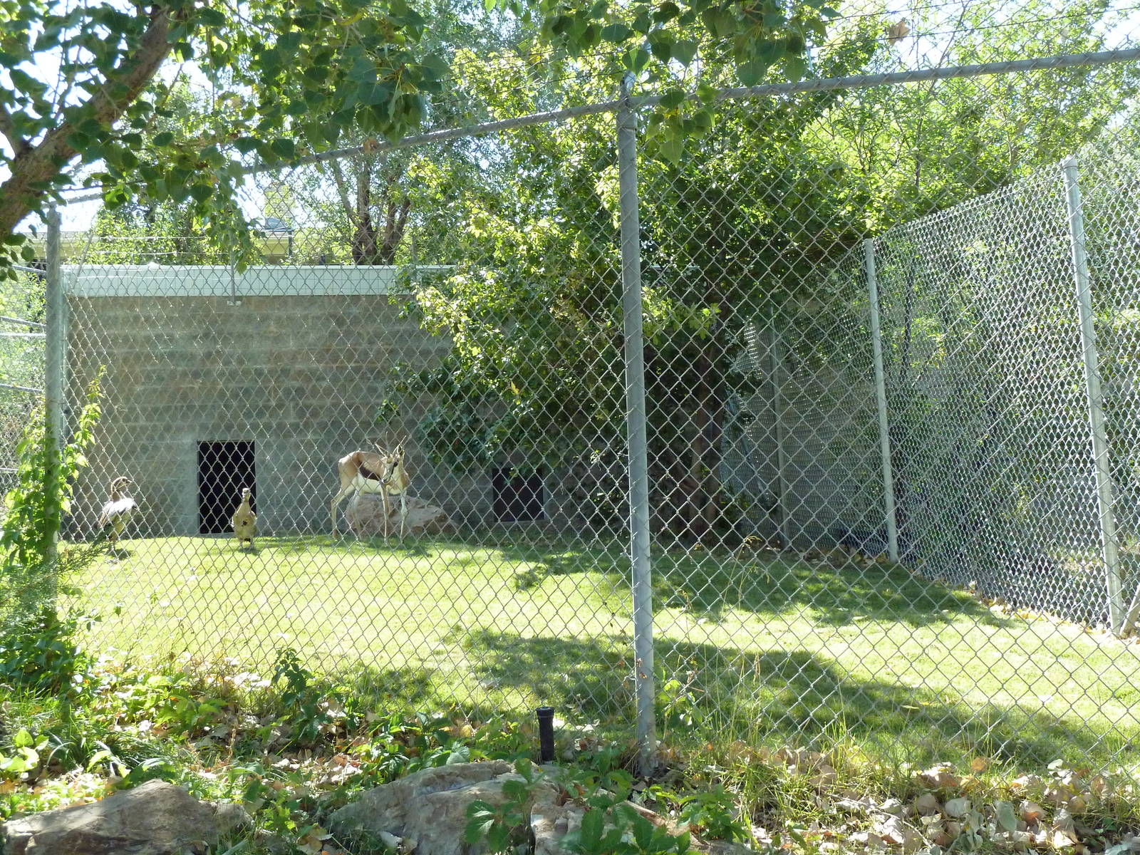 Egyptian Goose/Springbok Exhibit