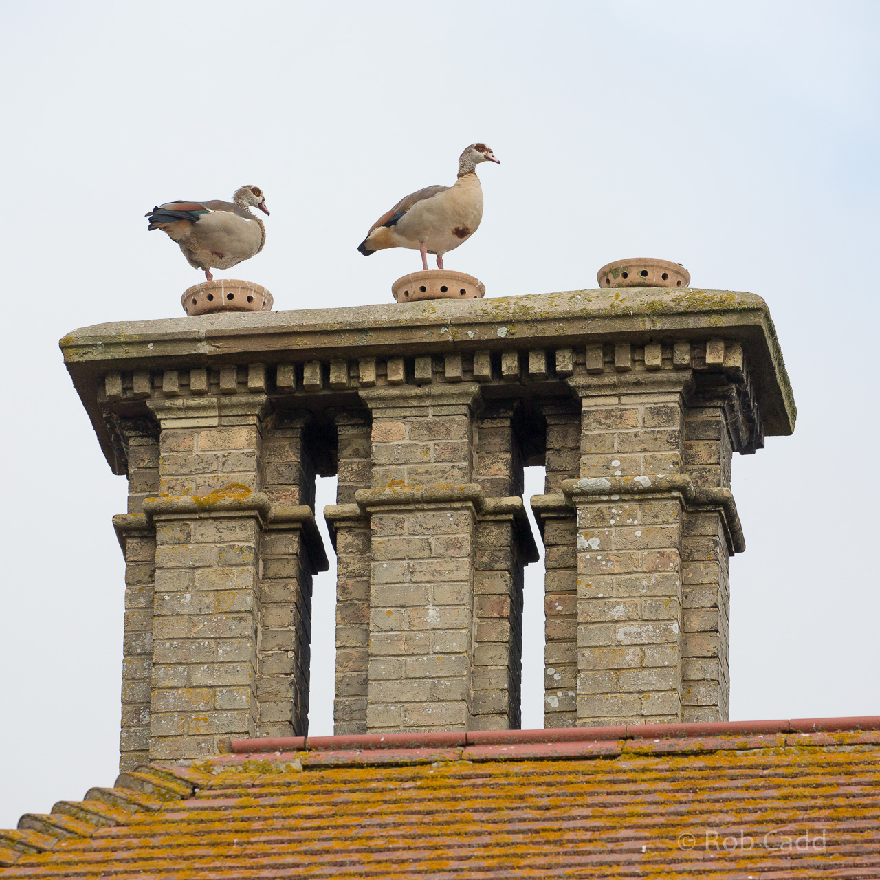 Egyptian goose : Thrigby Hall : 26 Sep 2017