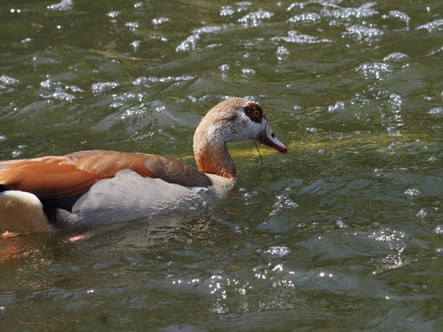 Egyptian Goose (Wild) 2