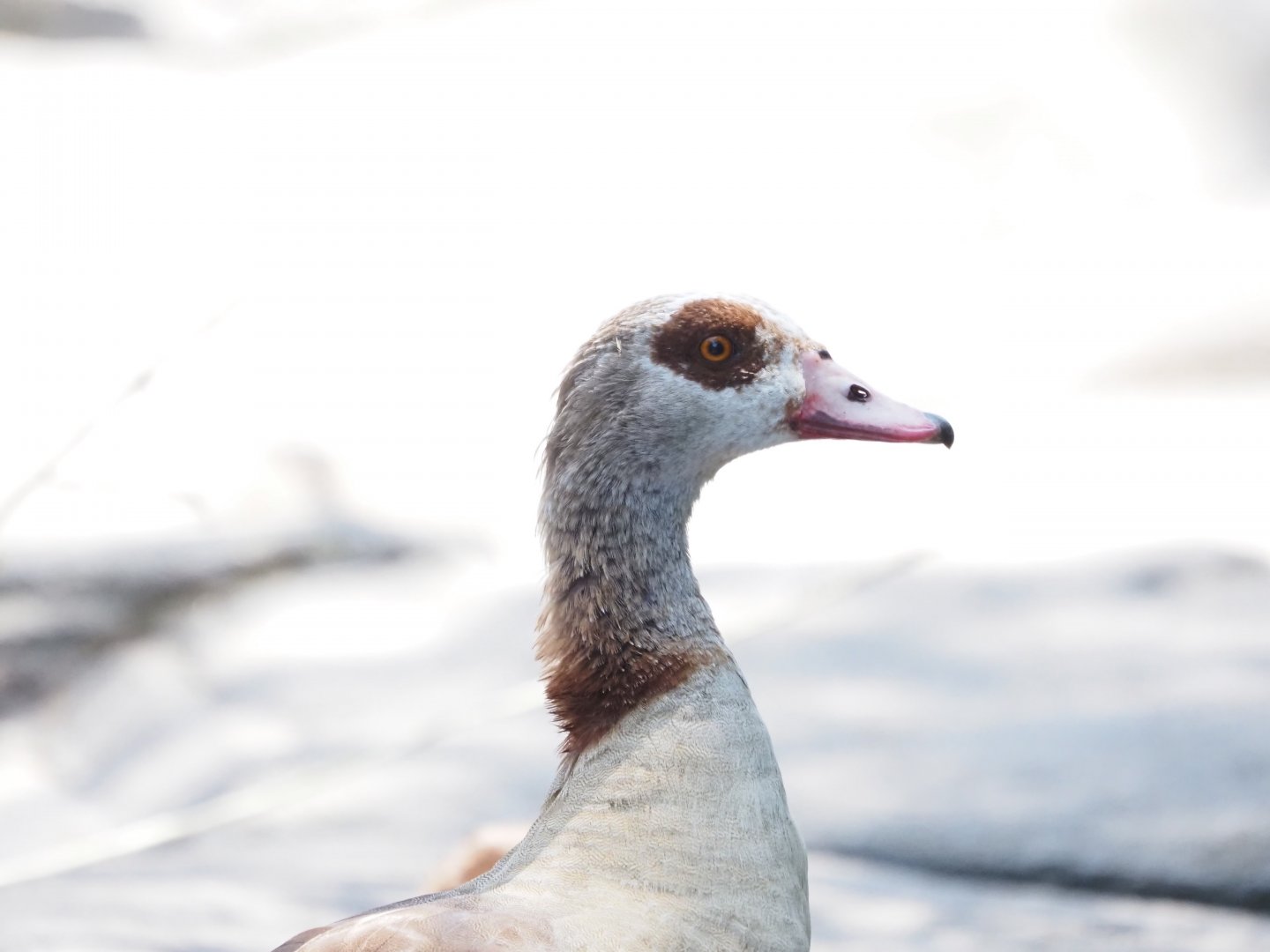 Egyptian Goose (Wild)