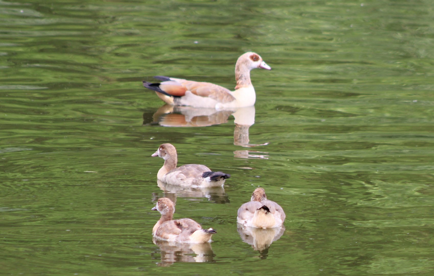 Egyptian goose with chicks