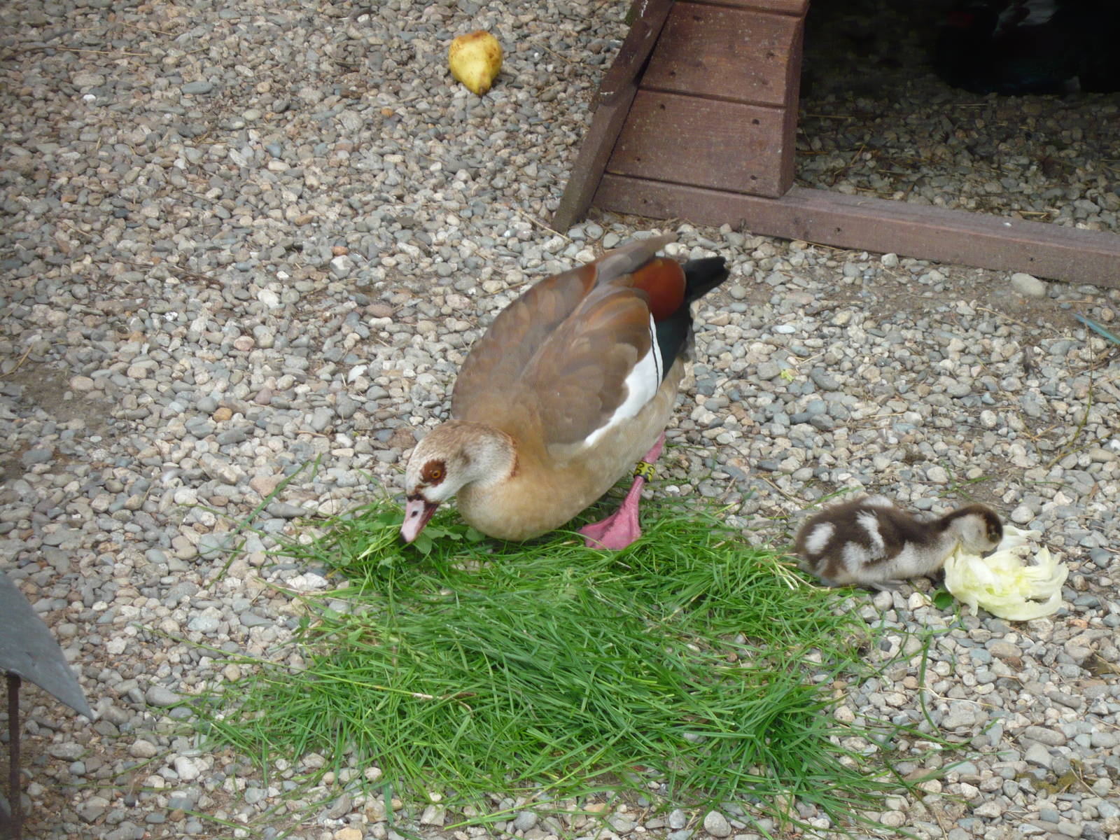 Egyptian goose with gooseling