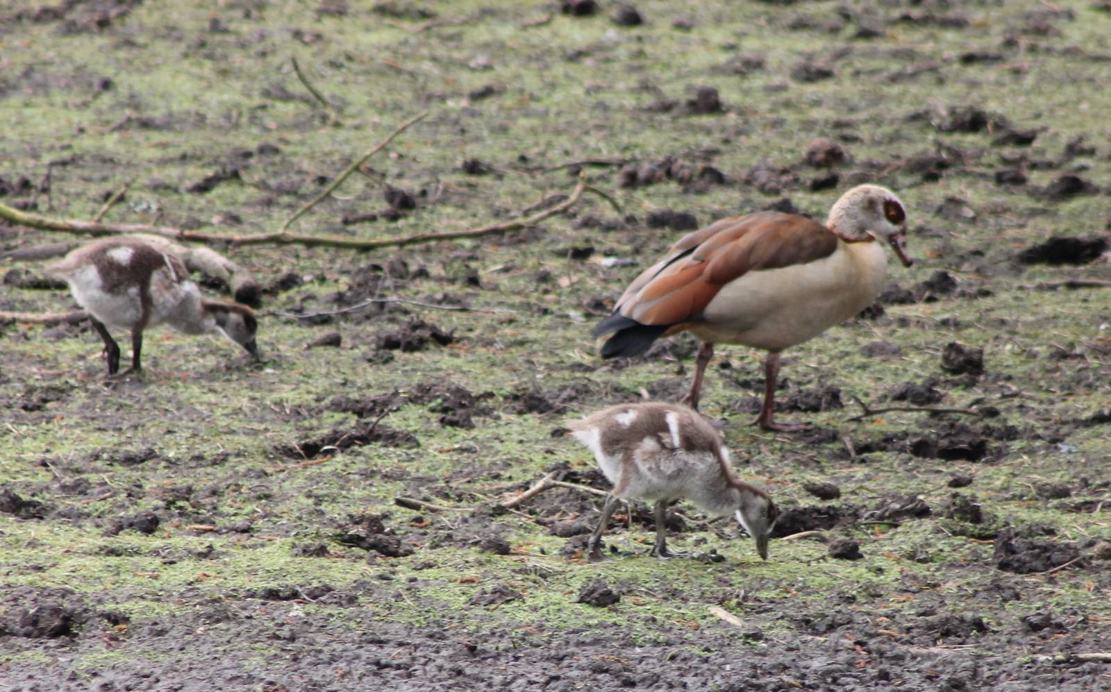Egyptian goose with young