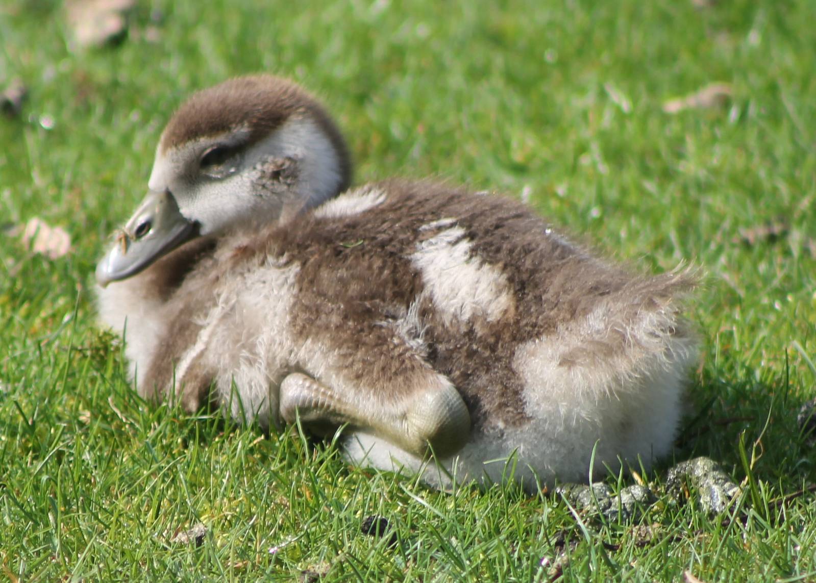 egyptian goose young