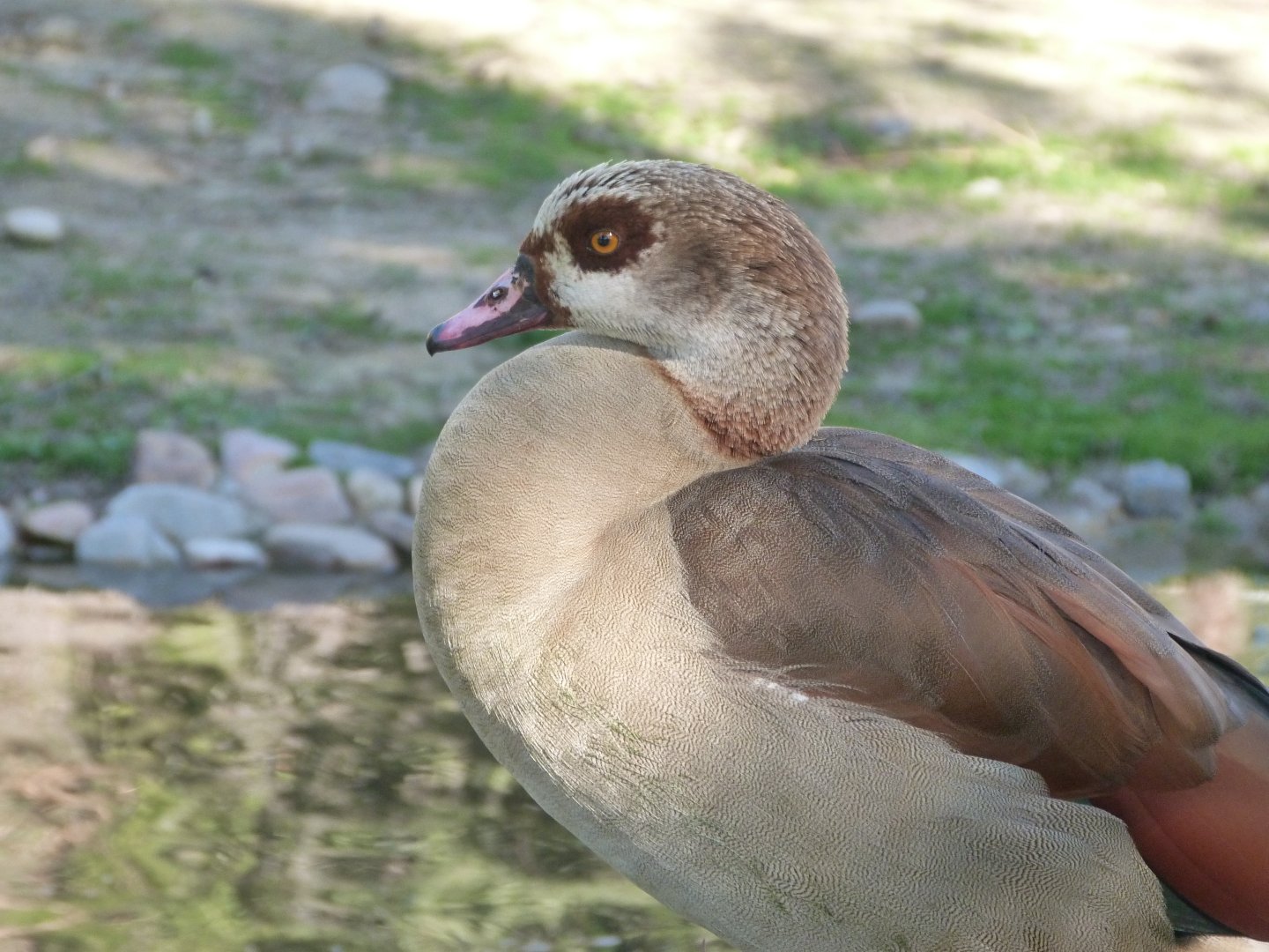 Egyptian goose -Zoo Aquarium de Madrid (2025)