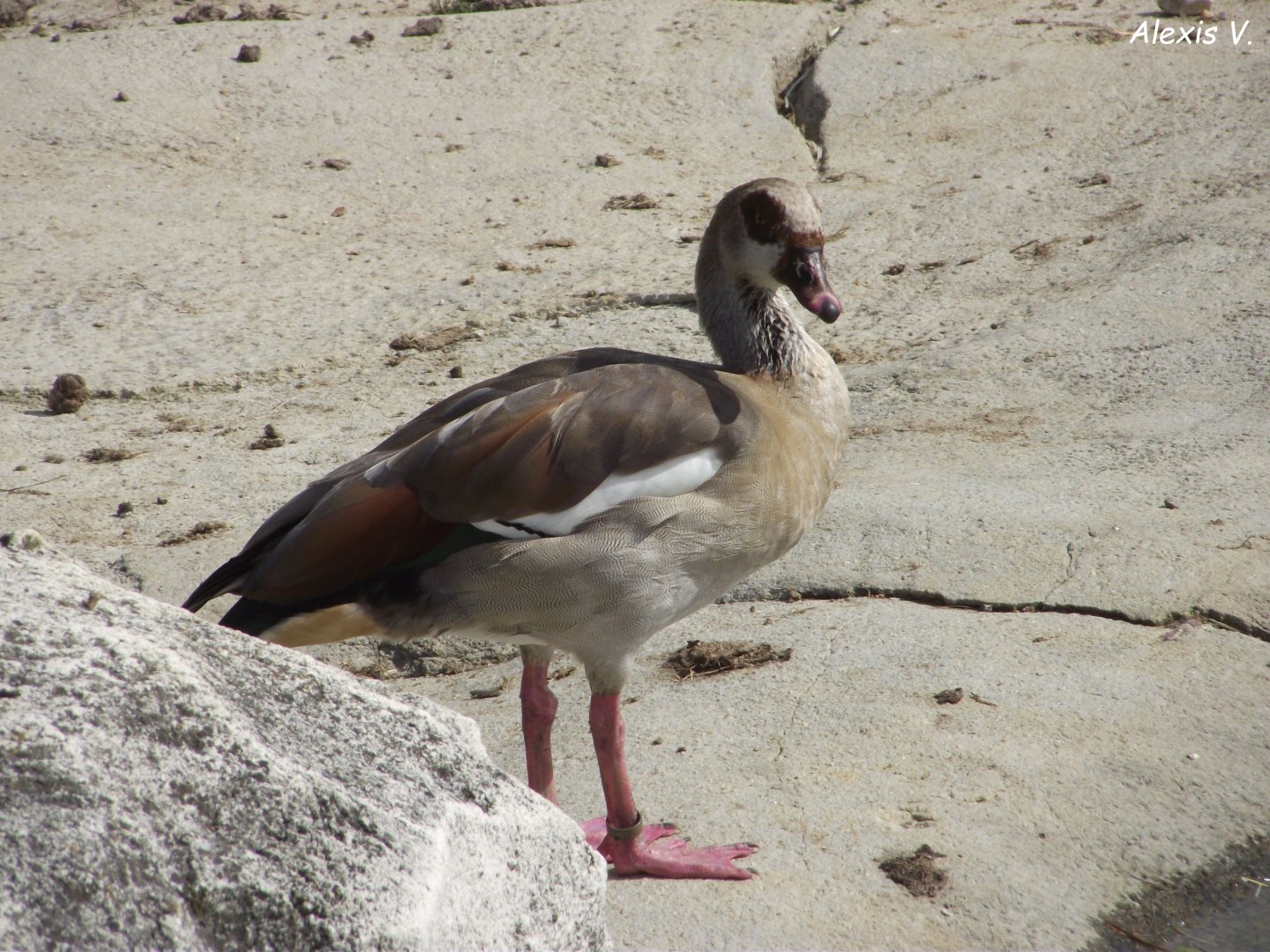 Egyptian Goose - Zooparc de Beauval - 08/2020