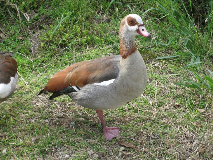 Egyptian Goose