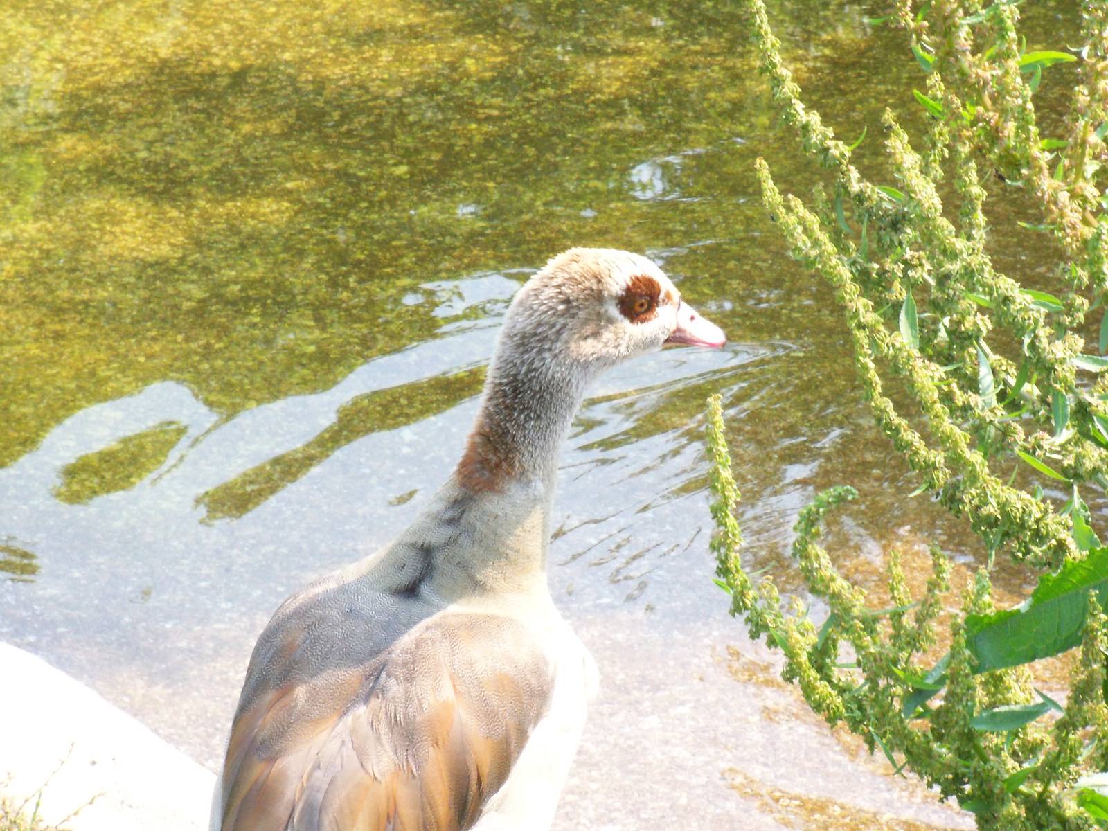Egyptian Goose