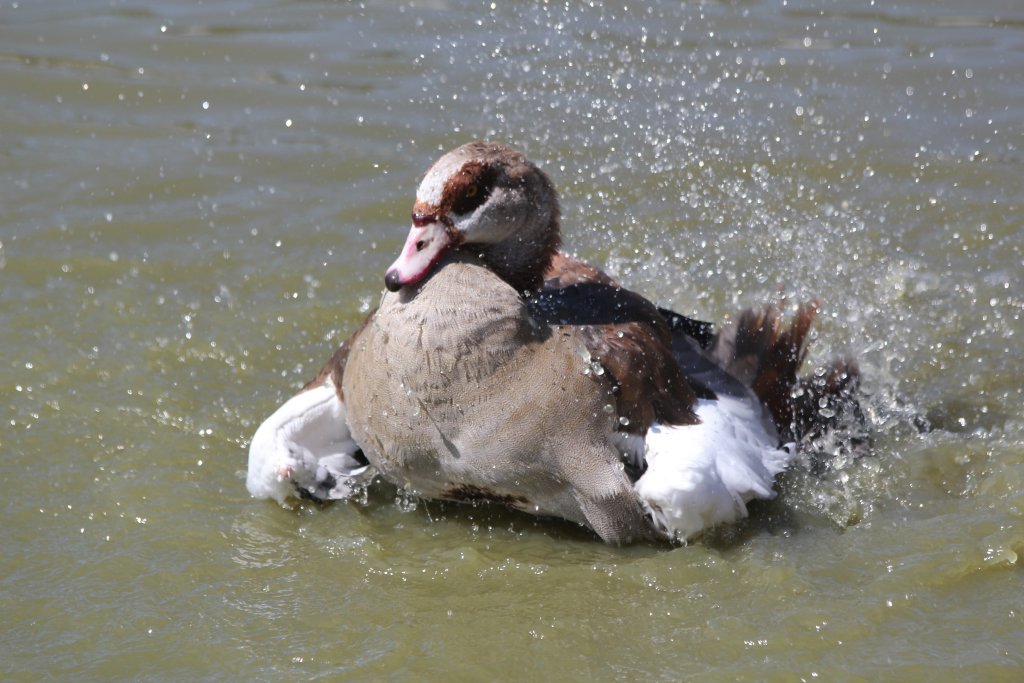 Egyptian Goose