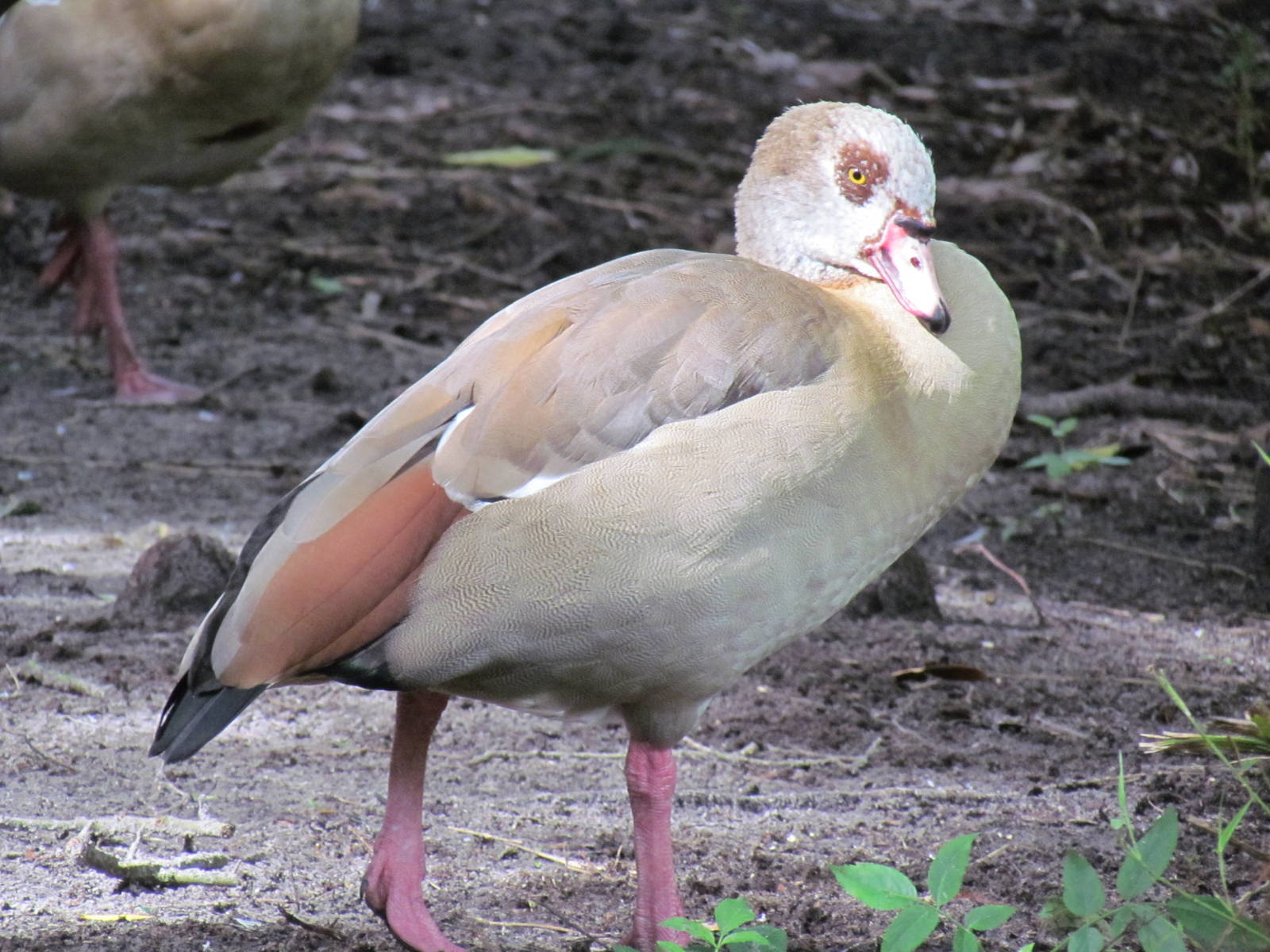 Egyptian Goose