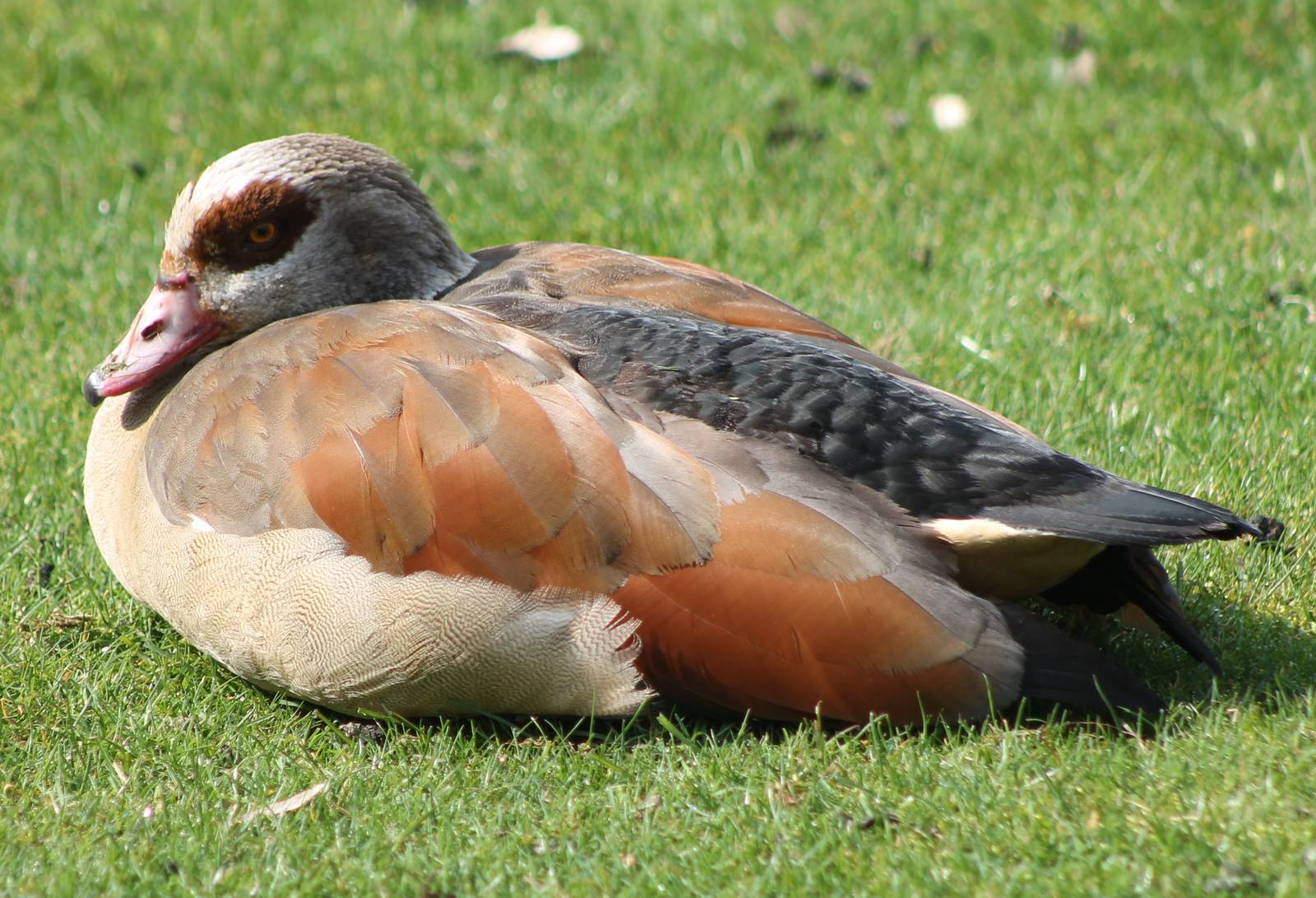 Egyptian goose