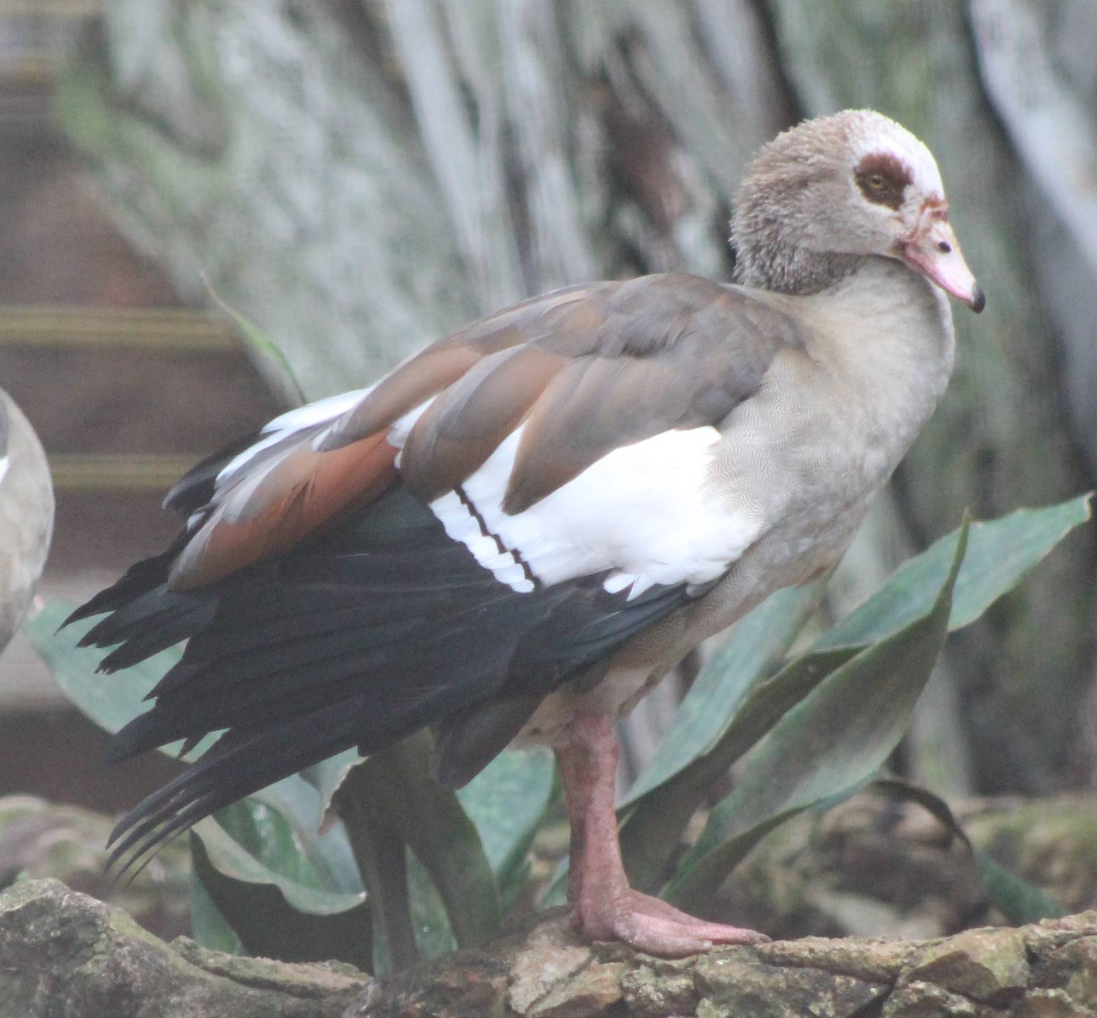 Egyptian goose
