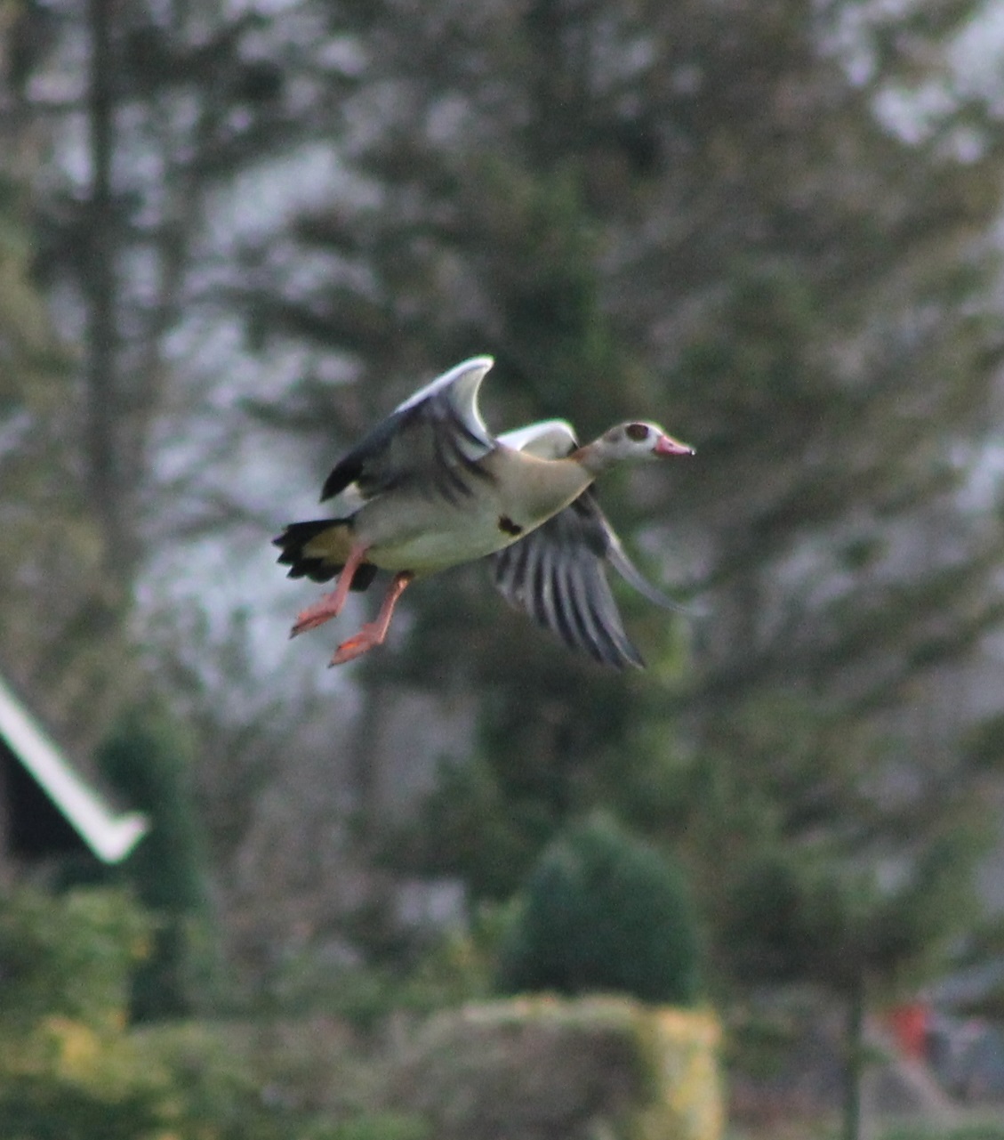 Egyptian goose