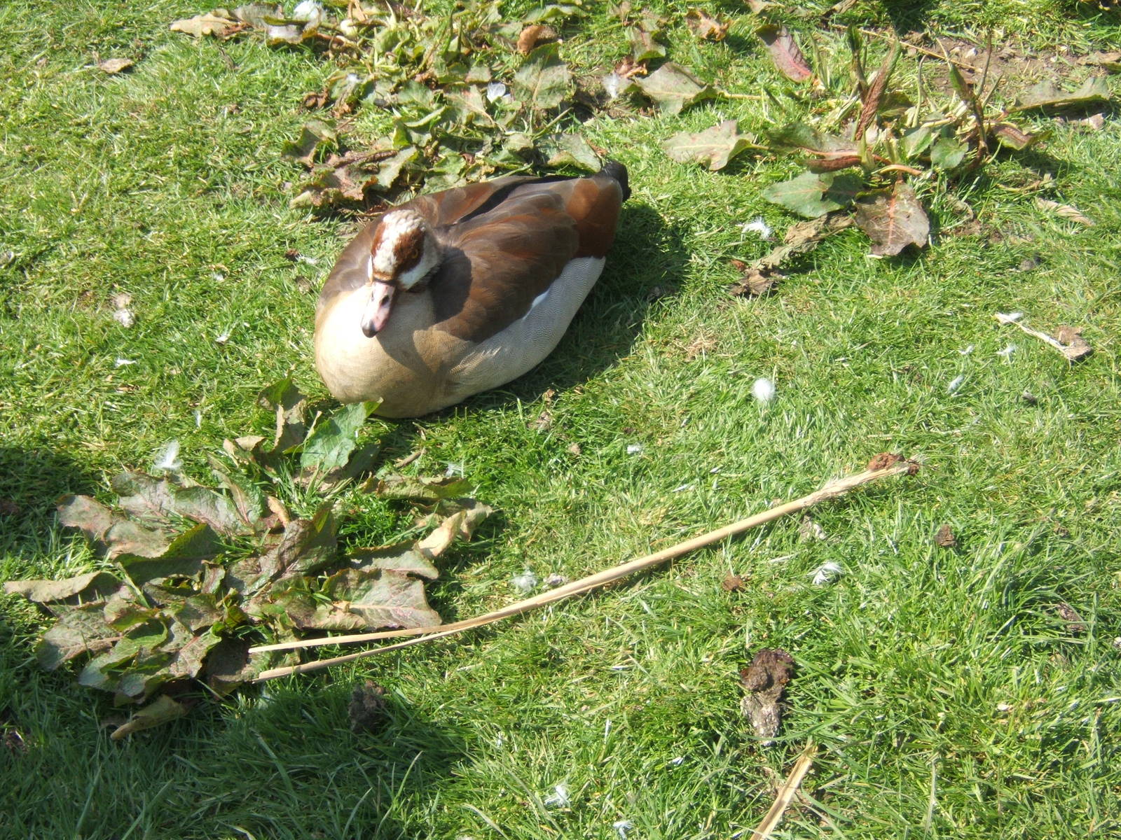 Egyptian Goose