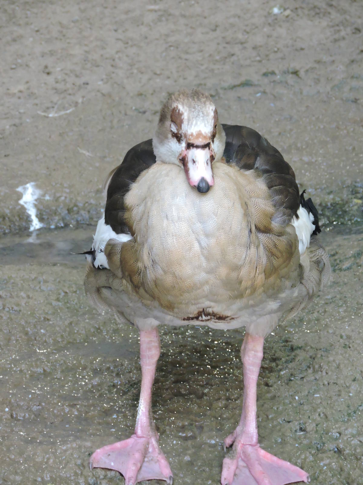 Egyptian Goose