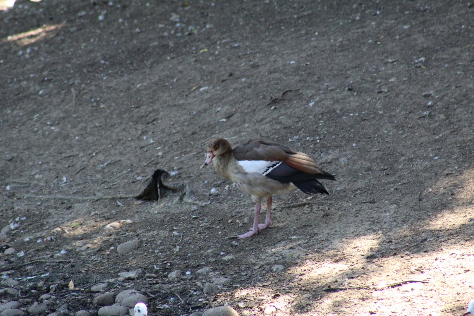 Egyptian Goose