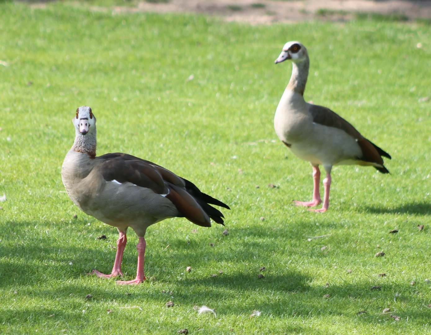 Egyptian goose