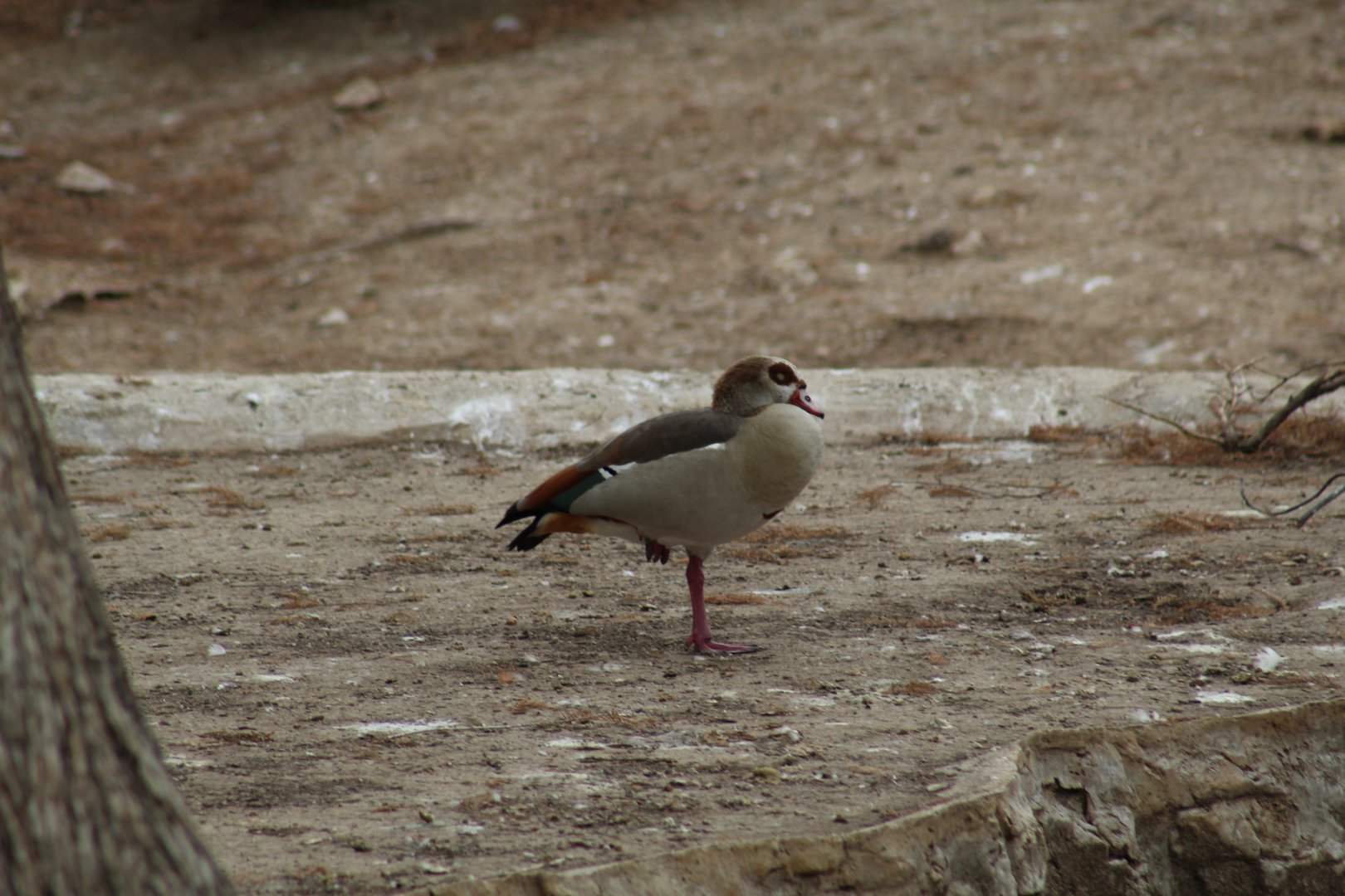 Egyptian Goose