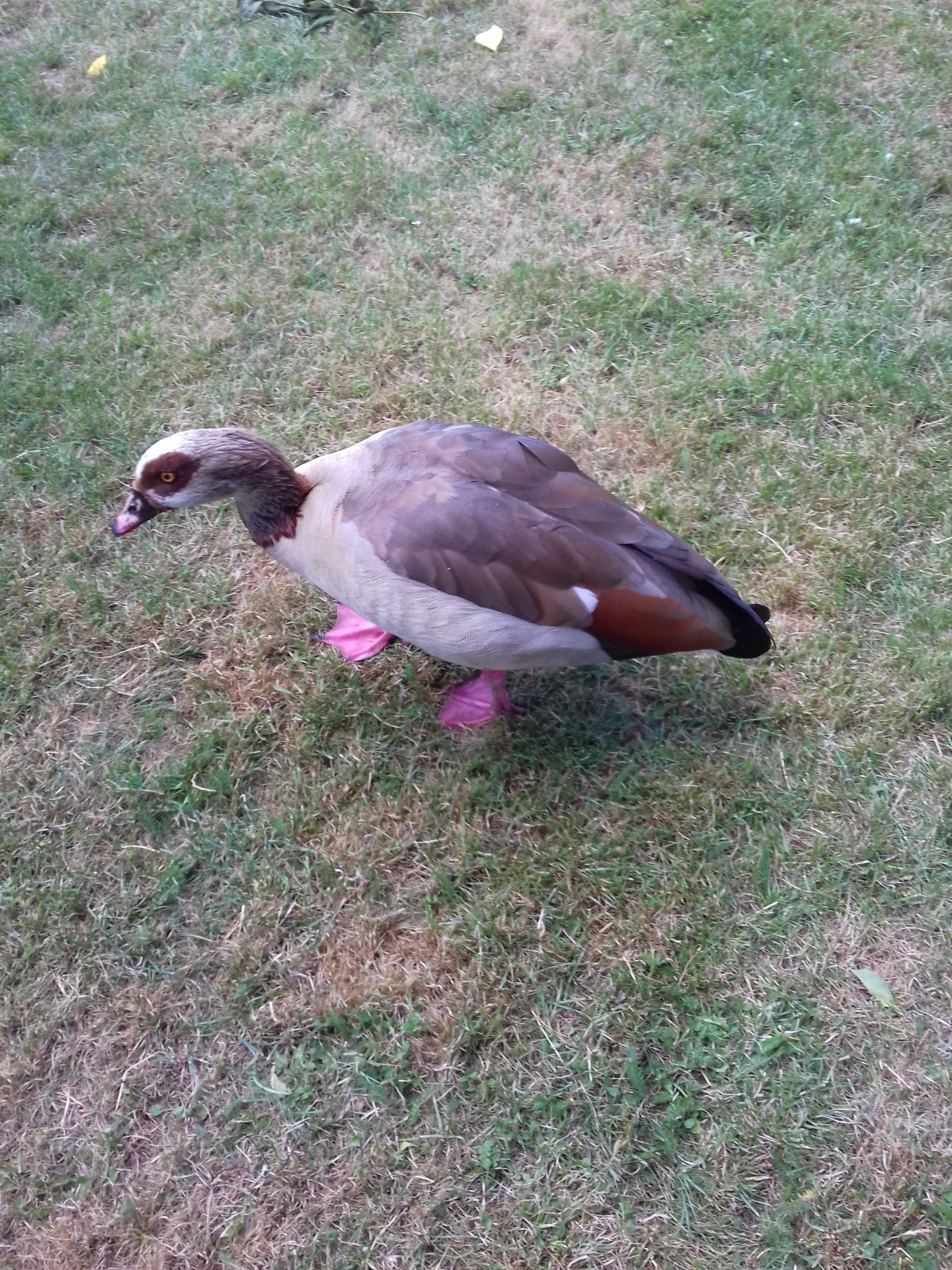 Egyptian Goose