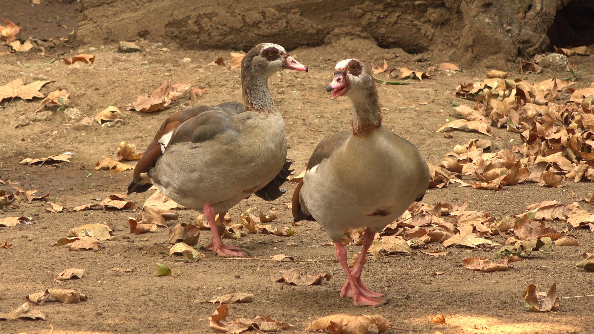 Egyptian Goose