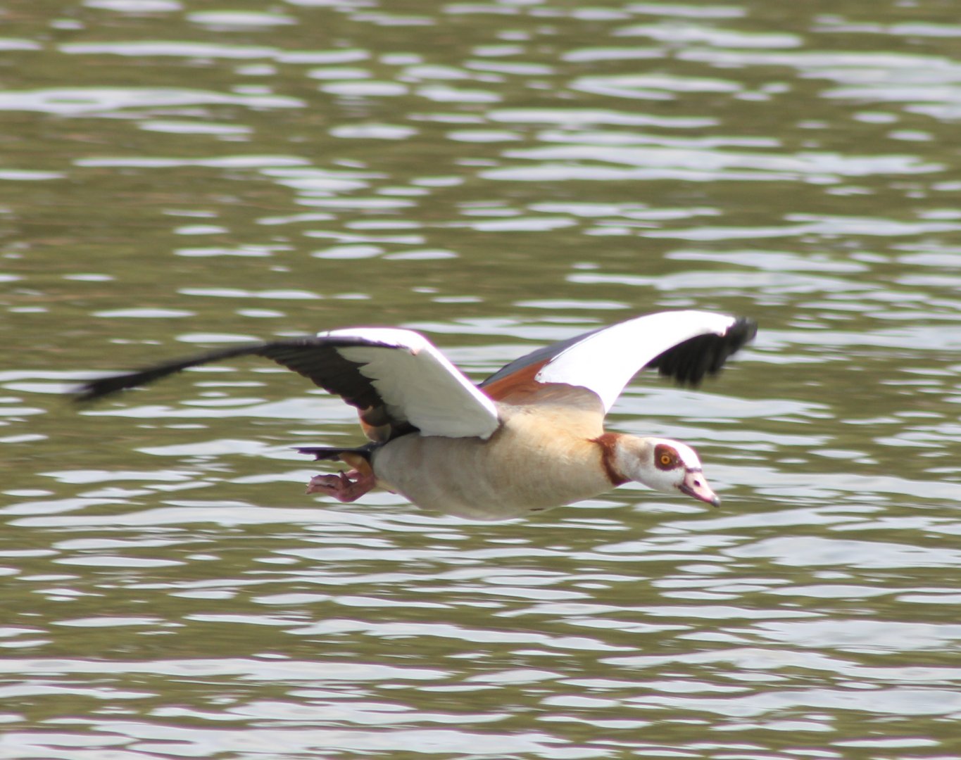 Egyptian goose