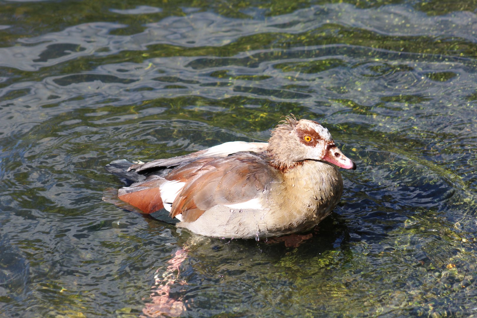 Egyptian Goose
