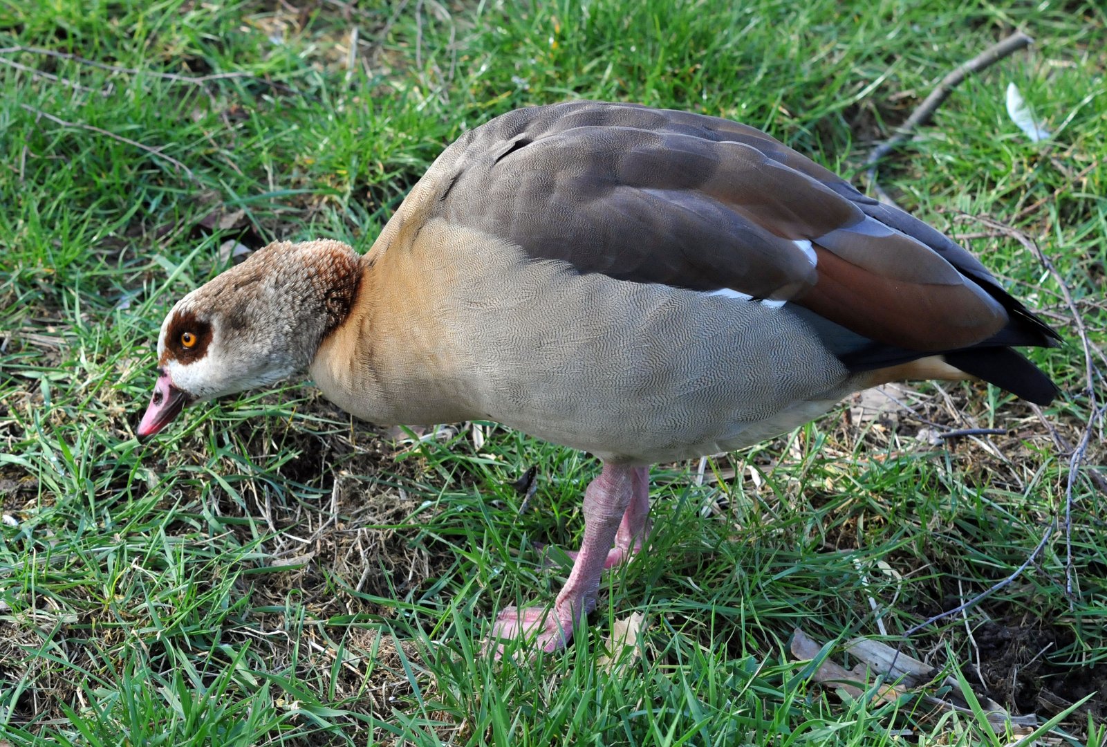 Egyptian goose