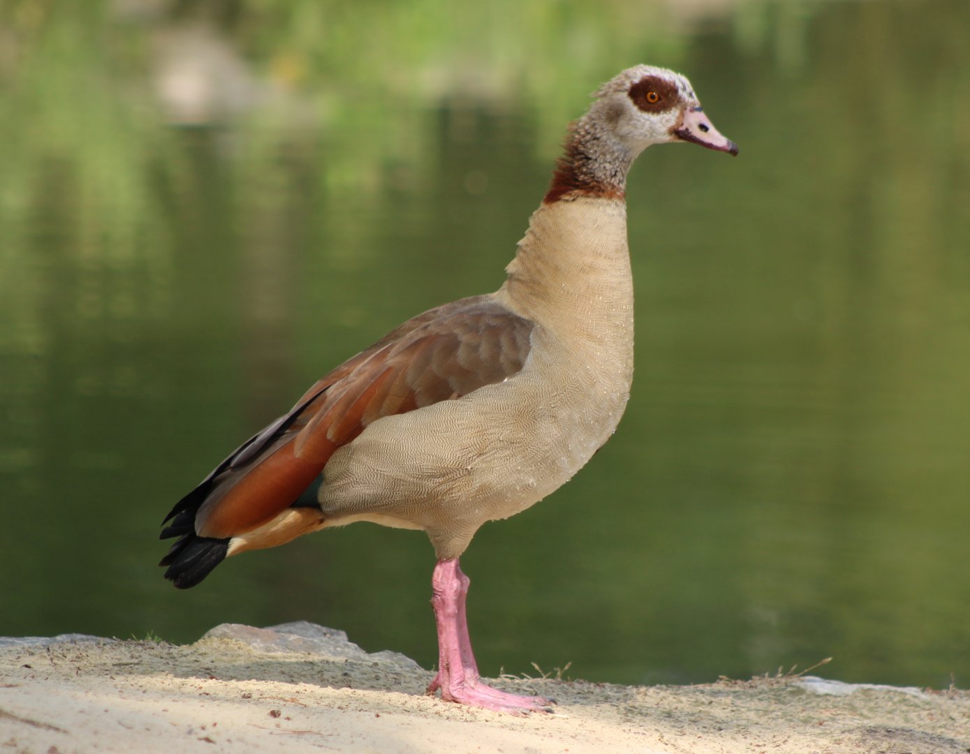 Egyptian goose